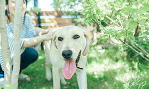 インナーガレージ